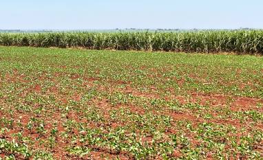 Commodities agrícolas iniciam safra sob pressão e incertezas