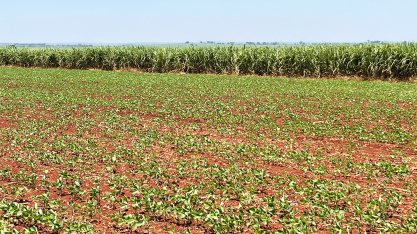 Commodities agrícolas iniciam safra sob pressão e incertezas