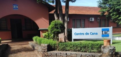 IAC celebra 139 anos com patente para tecnologia que amplia o potencial da cana na produção de biocombustíveis avançados