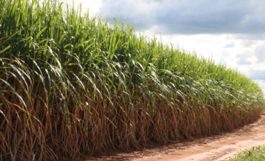 El Niño e a próxima safra: como o agro pode se adaptar a um cenário de maior incerteza