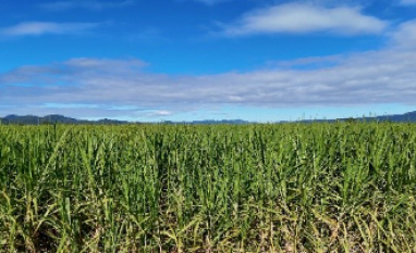 Expectativa de crescimento da safra de cana 2026/2027 reforça valor do manejo da soqueira