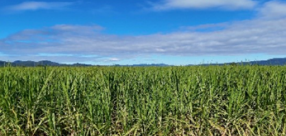 Expectativa de crescimento da safra de cana 2026/2027 reforça valor do manejo da soqueira