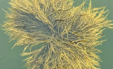 Bioestimulante à base da alga Ascophyllum nodosum é inovação para uma agricultura mais sustentável