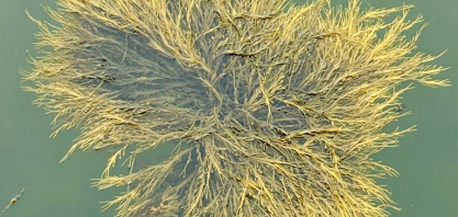 Bioestimulante à base da alga Ascophyllum nodosum é inovação para uma agricultura mais sustentável