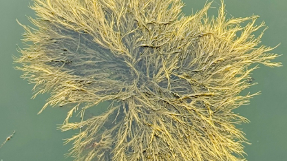 Bioestimulante à base da alga Ascophyllum nodosum é inovação para uma agricultura mais sustentável