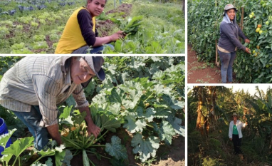 Dia do Agricultor: SP Produz destaca a força da agricultura familiar paulista