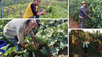 Dia do Agricultor: SP Produz destaca a força da agricultura familiar paulista