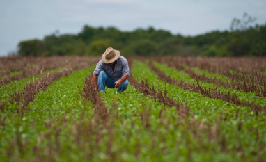 Produtor rural deve informar os tributos CBS e IBS em notas fiscais a partir de agosto