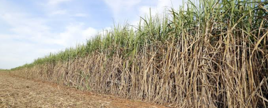 &Aacute;rea dispon&iacute;vel para colheita cresce 3% e renova&ccedil;&atilde;o dos canaviais movimenta ranking dos maiores produtores do Centro-Sul