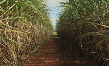 Moagem da cana em PE será marcada por períodos de seca devido ao El Niño, diz AFCP