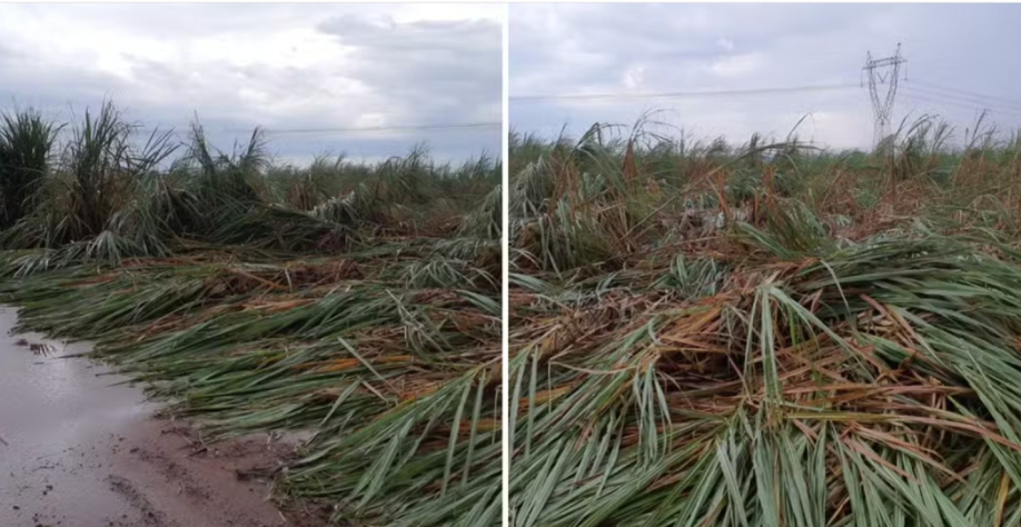Canaviais devastados pelo temporal