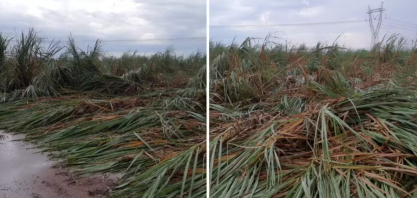 Temporal atinge até 40 mil hectares de cana na região de Ribeirão Preto, calcula Orplana