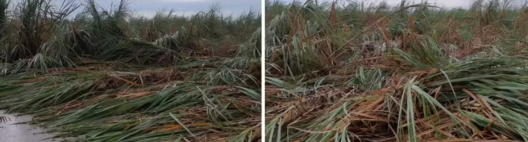 Temporal atinge at&eacute; 40 mil hectares de cana na regi&atilde;o de Ribeir&atilde;o Preto, calcula Orplana