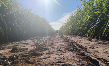 Nova lógica do manejo da cana antecipa decisões para enfrentar extremos climáticos