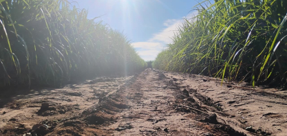 Nova lógica do manejo da cana antecipa decisões para enfrentar extremos climáticos