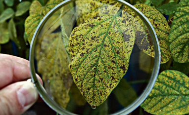 Biotecnologia surge como escudo para o agro brasileiro contra a dependência externa e o clima