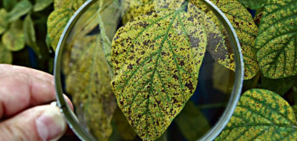 Biotecnologia surge como escudo para o agro brasileiro contra a dependência externa e o clima