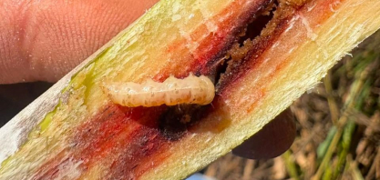 CRV Industrial registra um dos menores índices de infestação da broca em seis safras