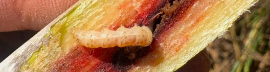 CRV Industrial registra um dos menores &iacute;ndices de infesta&ccedil;&atilde;o da broca em seis safras