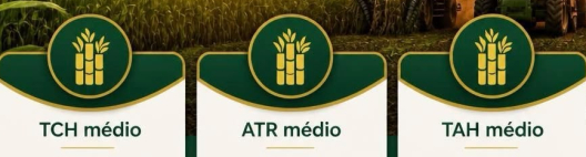 Beggio Lorenzo Agropecu&aacute;ria encerra safra com TCH m&eacute;dio de 129,15 t/ha