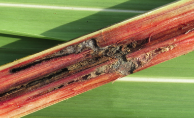 Tietê Agroindustrial destaca impactos da cana de baixa qualidade na indústria