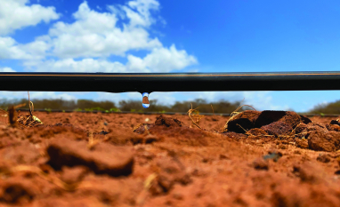 Irrigação por gotejamento é cara? Entenda quando o investimento pode valer a pena para o produtor