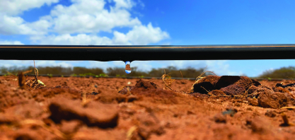 Irrigação por gotejamento é cara? Entenda quando o investimento pode valer a pena para o produtor