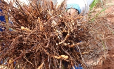 A verdadeira face dos nematoides