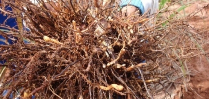 A verdadeira face dos nematoides