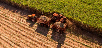 Conab estima produção de cana-de-açúcar em 705,2 milhões de toneladas na safra 2026/27