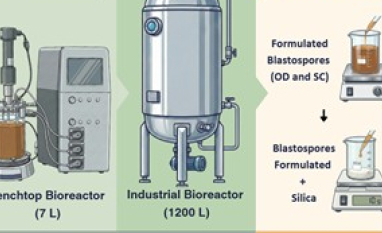Novo processo viabiliza produção industrial de bioinseticidas com eficácia no controle de pragas agrícolas