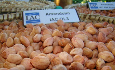 IAC expõe cultivares e divulga informações no 23º Encontro de Produtores de Amendoim