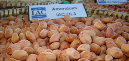 IAC expõe cultivares e divulga informações no 23º Encontro de Produtores de Amendoim