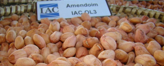 IAC exp&otilde;e cultivares e divulga informa&ccedil;&otilde;es no 23&ordm; Encontro de Produtores de Amendoim