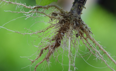 Nematoides: o inimigo invisível que impacta o rendimento do produtor
