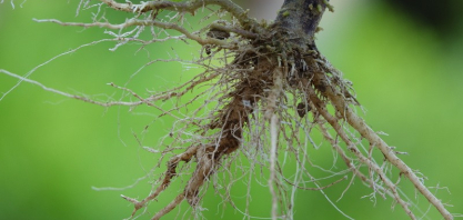 Nematoides: o inimigo invisível que impacta o rendimento do produtor