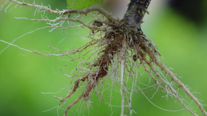 Nematoides: o inimigo invisível que impacta o rendimento do produtor