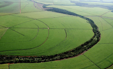 Beggio reforça protagonismo sustentável com relatório de carbono que aproxima canaviais de áreas de vegetação nativa