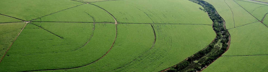 Beggio refor&ccedil;a protagonismo sustent&aacute;vel com relat&oacute;rio de carbono que aproxima canaviais de &aacute;reas de vegeta&ccedil;&atilde;o nativa