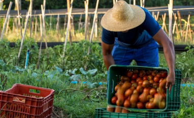 Brasil caminha para liderar exportações agrícolas, mas futuro do campo passa por produção sustentável