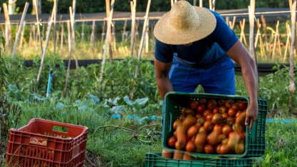 Brasil caminha para liderar exportações agrícolas, mas futuro do campo passa por produção sustentável