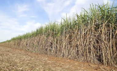 Superávit do agro paulista registra US$ 13,83 bilhões de janeiro a agosto de 2026
