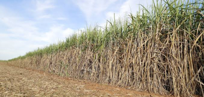 Superávit do agro paulista registra US$ 13,83 bilhões de janeiro a agosto de 2026