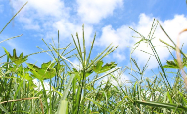 Herbicida não cria resistência: genética das plantas daninhas ajuda a explicar avanço do problema no campo