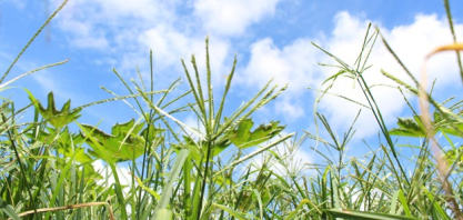 Herbicida não cria resistência: genética das plantas daninhas ajuda a explicar avanço do problema no campo