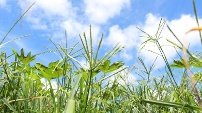 Herbicida não cria resistência: genética das plantas daninhas ajuda a explicar avanço do problema no campo