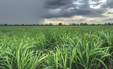El Niño reforça urgência de preparar a próxima safra para eventos climáticos extremos, alerta Coalizão Brasil