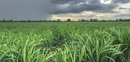 El Niño reforça urgência de preparar a próxima safra para eventos climáticos extremos, alerta Coalizão Brasil