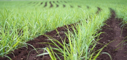 Atvos adota insumos biológicos em 100% do plantio de cana-de-açúcar