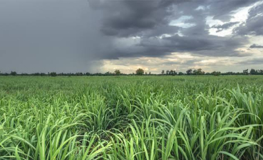 Primavera começa com El Niño forte e exige atenção à distribuição das chuvas nas regiões produtoras